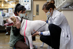 Vet tech Ashley Kultau, left, and Dr. Marisa Shulman check out Orik at Riverview Animal Hospital on Thursday, April 9, 2020 in Chattanooga, Tenn.