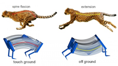 Inspired by the biomechanics of cheetahs, researchers developed a new type of soft robot that is capable of moving more quickly on solid surfaces or in water.