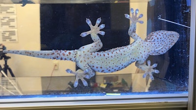 Taking advantage of a phenomenon called frustrated total internal reflection, the researchers were able tell which parts of the toe pad (bright spots) were in contact with the surface and supporting the gecko's weight.