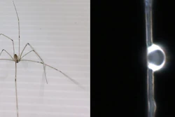 An image of the spider used in the study and the dome lens generated on its dragline silk.
