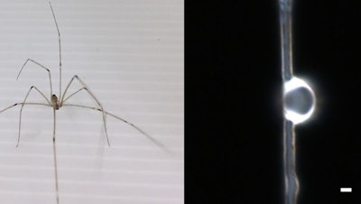 An image of the spider used in the study and the dome lens generated on its dragline silk.