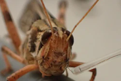 A locust with an improved brain sensor implant.