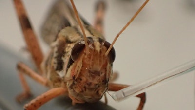 A locust with an improved brain sensor implant.