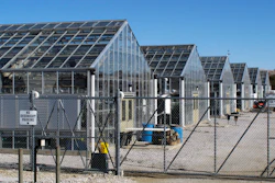 A series of greenhouses are pictured at the University of Nevada, Reno, where a rare desert wildflower is growing.