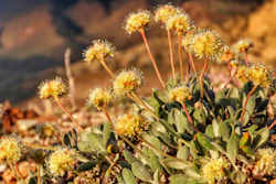 This photo provided by the Center for Biological Diversity shows Tiehm's buckwheat blooming at Rhyolite Ridge in the Silver Peak Range of Western Nevada, on June 1, 2019.
