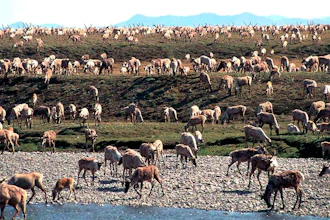 The Porcupine Caribou Herd on the coastal plain of the Arctic National Wildlife Refuge, Alaska.