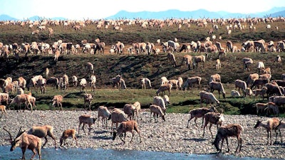 The Porcupine Caribou Herd on the coastal plain of the Arctic National Wildlife Refuge, Alaska.