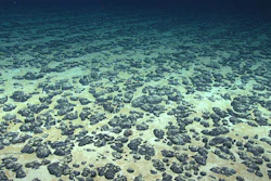 Manganese nodules on the Atlantic Ocean floor off the southeastern United States, discovered in 2019 during the Deep Sea Ventures pilot test.