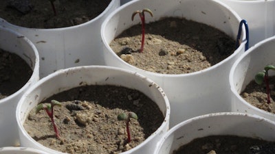 Tiny stems of Tiehm's buckwheat growing in a greenhouse at the University of Nevada in Reno, Feb. 10, 2020.