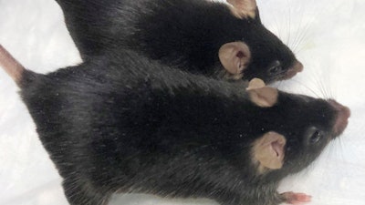 A normal mouse next to a “twice-muscled” mouse developed at The Jackson Laboratory in Bar Harbor, Maine, Aug. 2020.