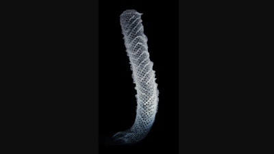 The skeleton of Euplectella aspergillum, a deep-water marine sponge.