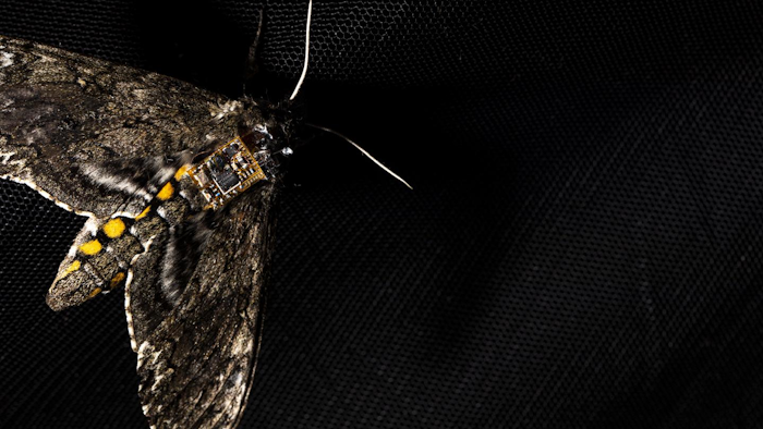 Manduca sexta moth with a sensor on its back.