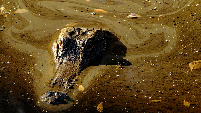 An alligator shown just after sunrise, Suwannee Canal Recreation Area, Okefenokee Swamp National Wildlife Refuge, Ga., July 23, 2011.