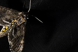 Manduca sexta moth with a sensor on its back.