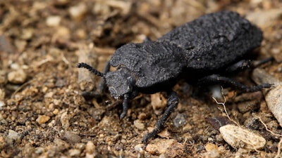 A 2016 photo of a diabolical ironclad beetle.