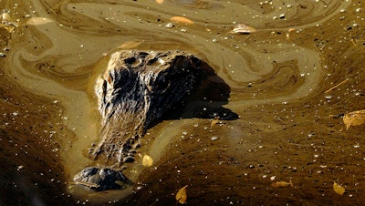 An alligator shown just after sunrise, Suwannee Canal Recreation Area, Okefenokee Swamp National Wildlife Refuge, Ga., July 23, 2011.