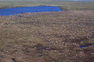 Undated aerial photo shows a herd of caribou on the Arctic National Wildlife Refuge in northeast Alaska.