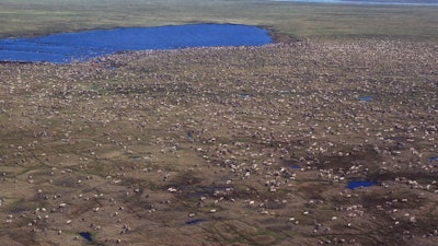 Undated aerial photo shows a herd of caribou on the Arctic National Wildlife Refuge in northeast Alaska.