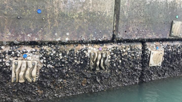 Eco-engineered tiles attached to the vertical seawalls in Lok On Pai, Hong Kong.