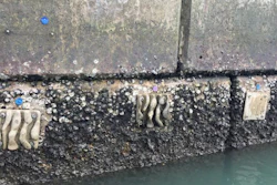 Eco-engineered tiles attached to the vertical seawalls in Lok On Pai, Hong Kong.