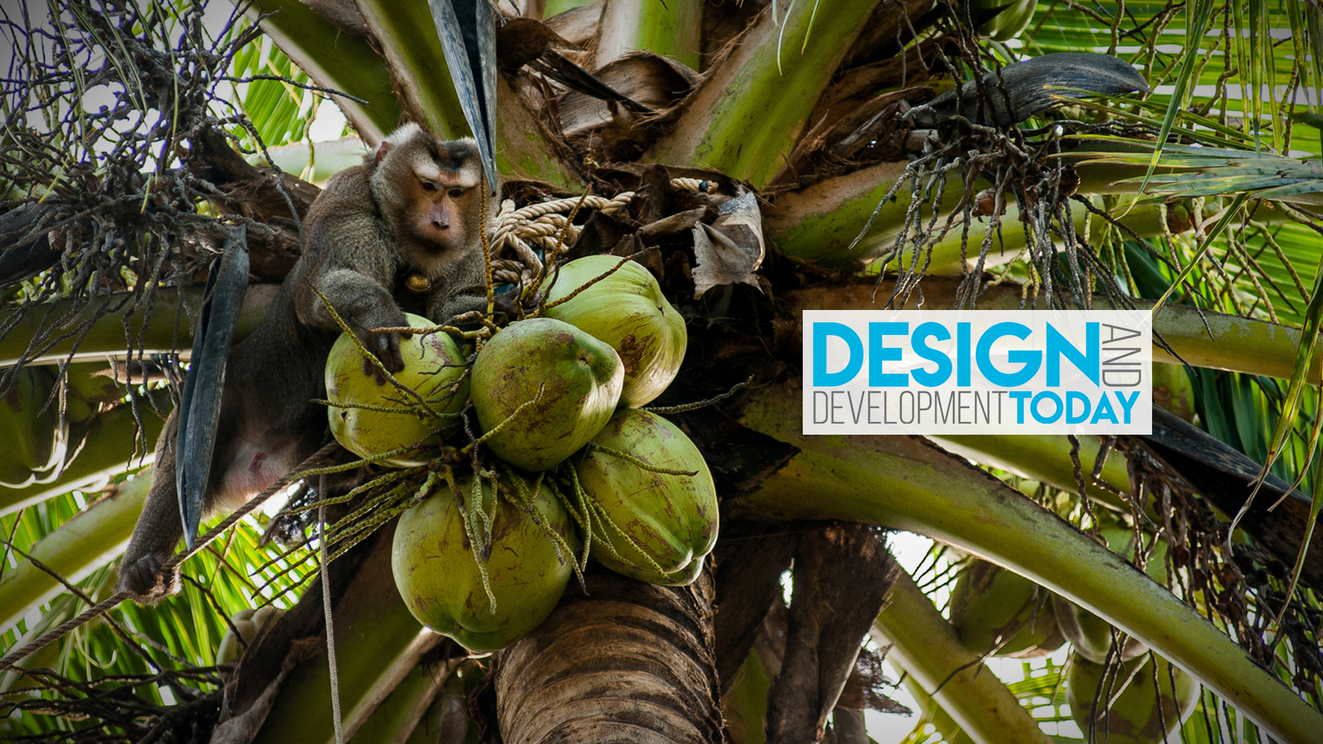 Costco Drops Coconut Milk Brand After Alleged Monkey Labor Design and