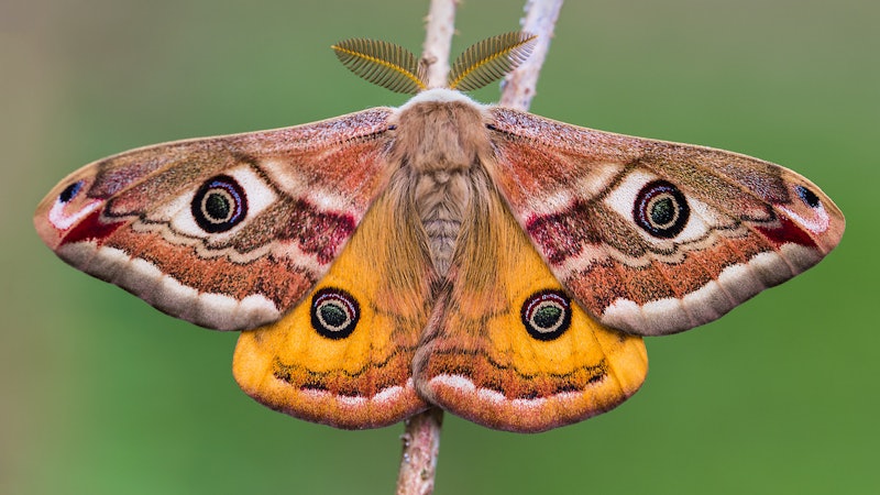 Mimicking Moth Eyes Produces Transparent, Anti-Reflective Coatings ...