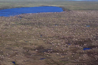 Undated aerial photo of a herd of caribou in the Arctic National Wildlife Refuge, Alaska.