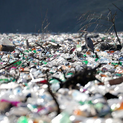 A grey heron stands between dumped plastic bottles and barrels on the bank of Potpecko Lake on the Lim River near Priboj, Serbia, Jan. 5, 2021.