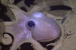 This octopus has color-changing cells, called chromatophores, in its skin — a phenomenon that inspired Rutgers engineers.