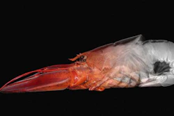 The natural strength of lobster shells inspired the research team.
