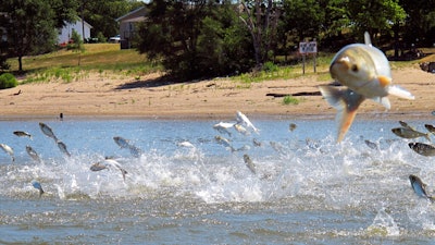 Asian carp, jolted by an electric current from a research boat, jump from the Illinois River near Havana, Ill., June 13, 2012.