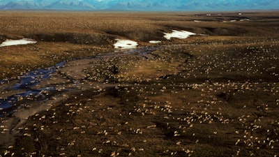 This undated aerial file photo provided by U.S. Fish and Wildlife Service shows a herd of caribou on the Arctic National Wildlife Refuge in northeast Alaska.