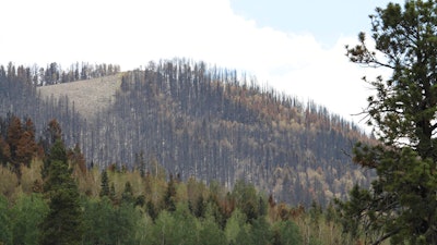 Damage from the Las Conchas fire on a hillside in the Jemez Mountains near Bandelier National Monument, N.M., July 18, 2011.