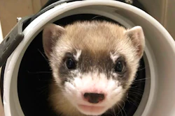 Elizabeth Ann, the first cloned black-footed ferret and first-ever cloned U.S. endangered species, at 50 days old, Jan. 29, 2021.