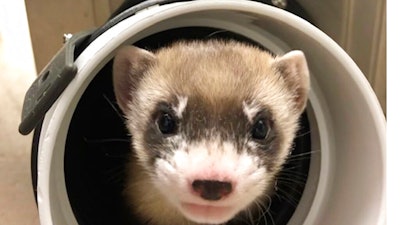 Elizabeth Ann, the first cloned black-footed ferret and first-ever cloned U.S. endangered species, at 50 days old, Jan. 29, 2021.