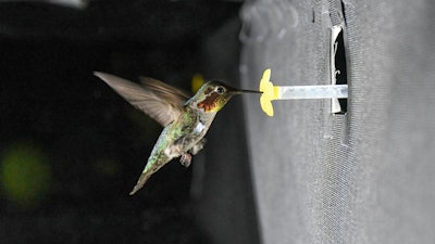 Hummingbird in an experimental setup drinking sugar water from a fake flower.