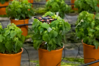 A moth-killing drone hovers over crops in a greenhouse, Monster, Netherlands, Feb. 25, 2021.