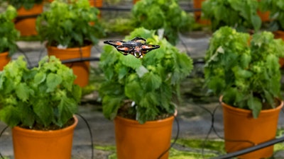 A moth-killing drone hovers over crops in a greenhouse, Monster, Netherlands, Feb. 25, 2021.