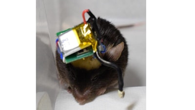 Mouse with a head-mounted Bluetooth wireless system that transmits neuronal signals from cortex implanted microneedle electrodes.