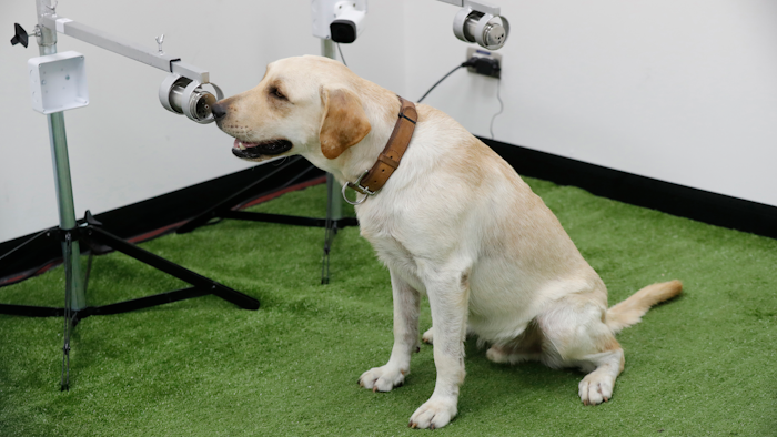 Bobby sits in front of a sample of human sweat after detecting the COVID-19 coronavirus, Veterinary Faculty of Chulalongkorn University, Bangkok, May 21, 2021.