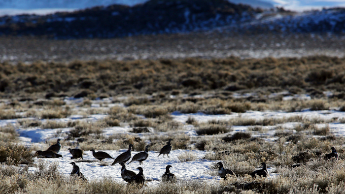 Sage grouse gather on the prairie near Pinedale, Wyo., Feb. 9, 2015.