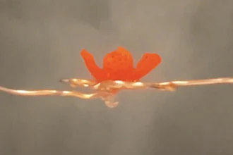 A 3D-printed flower demonstrates the qualities of a multi-functional printing gel that responds to moisture.