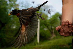 Avian ecologist and Georgetown University Ph.D. student Emily Williams releases an American robin, too light to be fitted with an Argos satellite tag, after gathering samples and data and applying bands, Cheverly, Md., April 28, 2021.