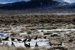 Sage grouse gather on the prairie near Pinedale, Wyo., Feb. 9, 2015.