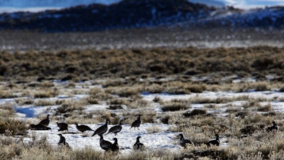 Sage grouse gather on the prairie near Pinedale, Wyo., Feb. 9, 2015.