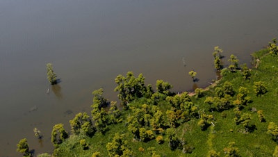 Cypress trees near the rapidly receding shoreline of Lake Salvador in Jefferson Parish, La., June 3, 2011.