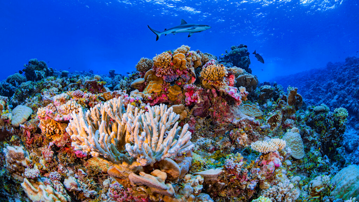 A shark swims on a reef in Ailinginae Atoll in the Marshall Islands, August 2018.