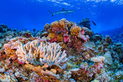A shark swims on a reef in Ailinginae Atoll in the Marshall Islands, August 2018.