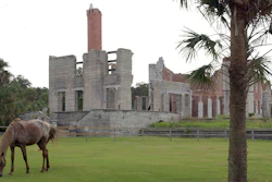 A wild horse grazes next to the ruins of the Dungeness mansion, Cumberland Island, Ga., Sept. 20, 2008.