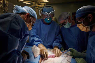 A surgical team examines a pig kidney attached to the body of a deceased recipient for any signs of rejection, New York, Sept. 2021.